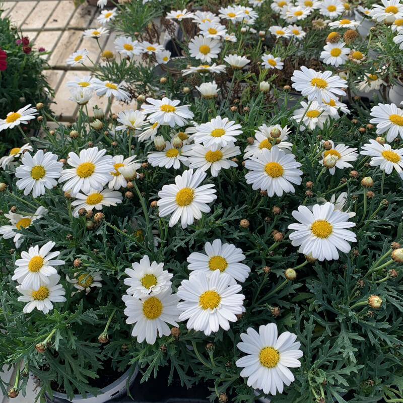 Argyranthemum Frutescens White I Paris Daisy