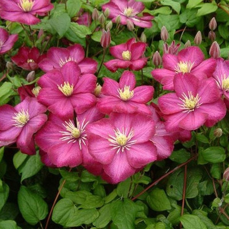 Clematis 'Ville de Lyon' (2.25 litre)
