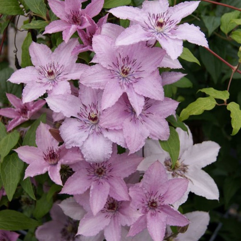 Clematis Hagley Hybrid
