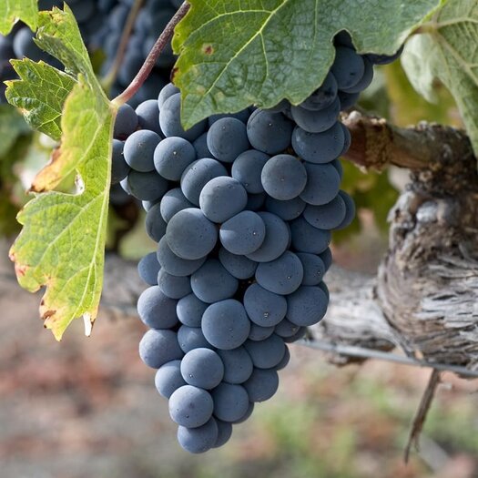 Vitis 'Eddie's Blue Wonder' / P15