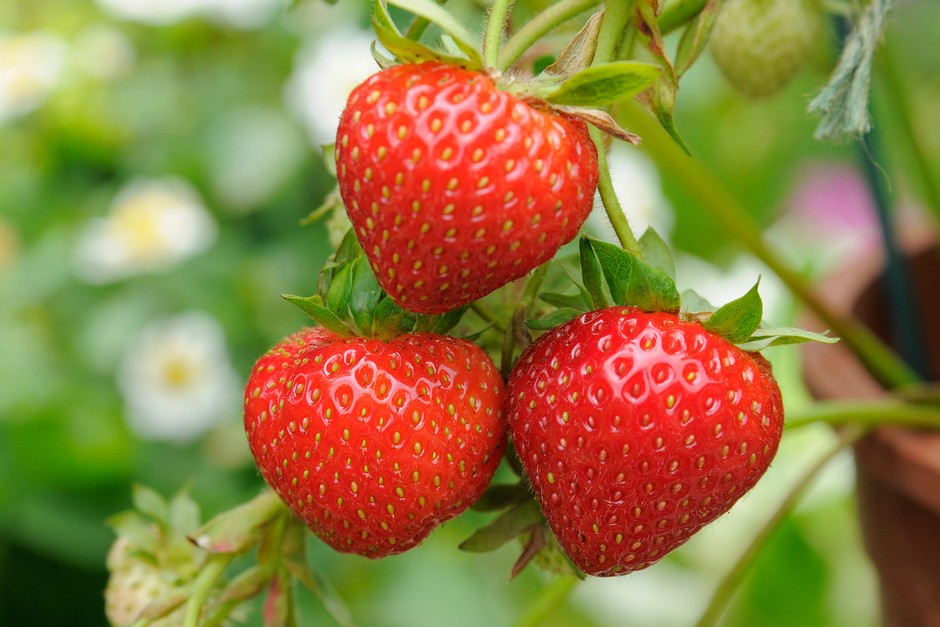 Strawberry 'Florence' (6 pack)