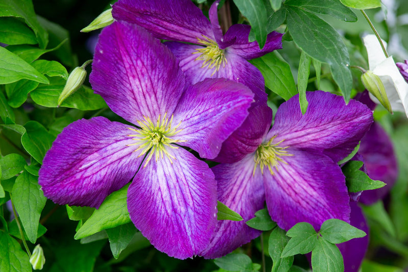 Clematis 'Jackmanii' 2 Litre