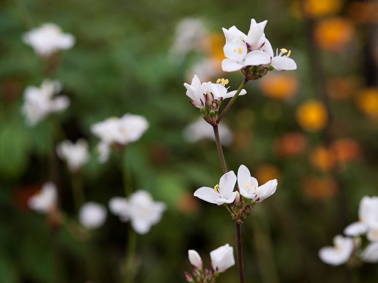 Libertia grandiflora 2 Litre