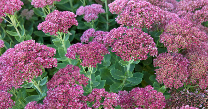 Sedum Spectabile Carl 2L