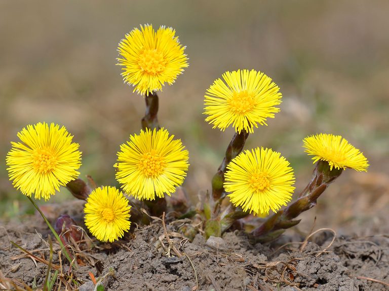 Tussilago farfara / P9