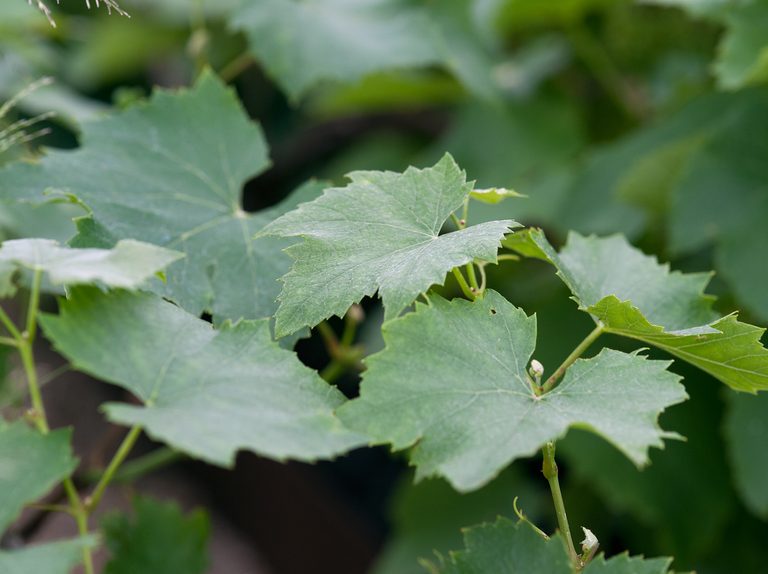 Vitis 'Boskoop Glory' 2 Litre single cane