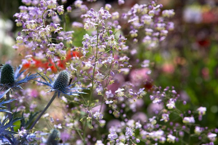 Thalictrum 'Splendide' 2L