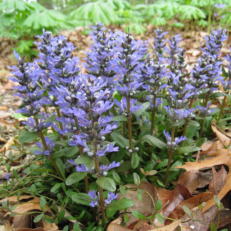 Ajuga reptans 'Valfredda' (9cm)