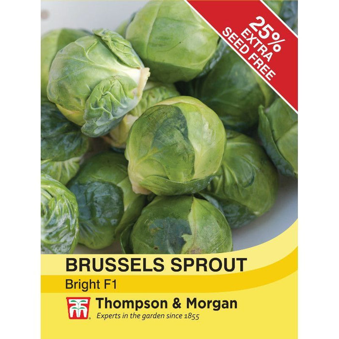 Brussels Sprout 'Bright' F1 Hybrid
