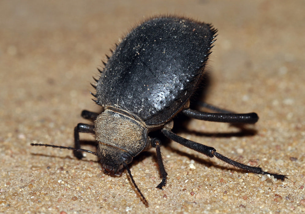 Urchin Beetle | Prionotheca coronata