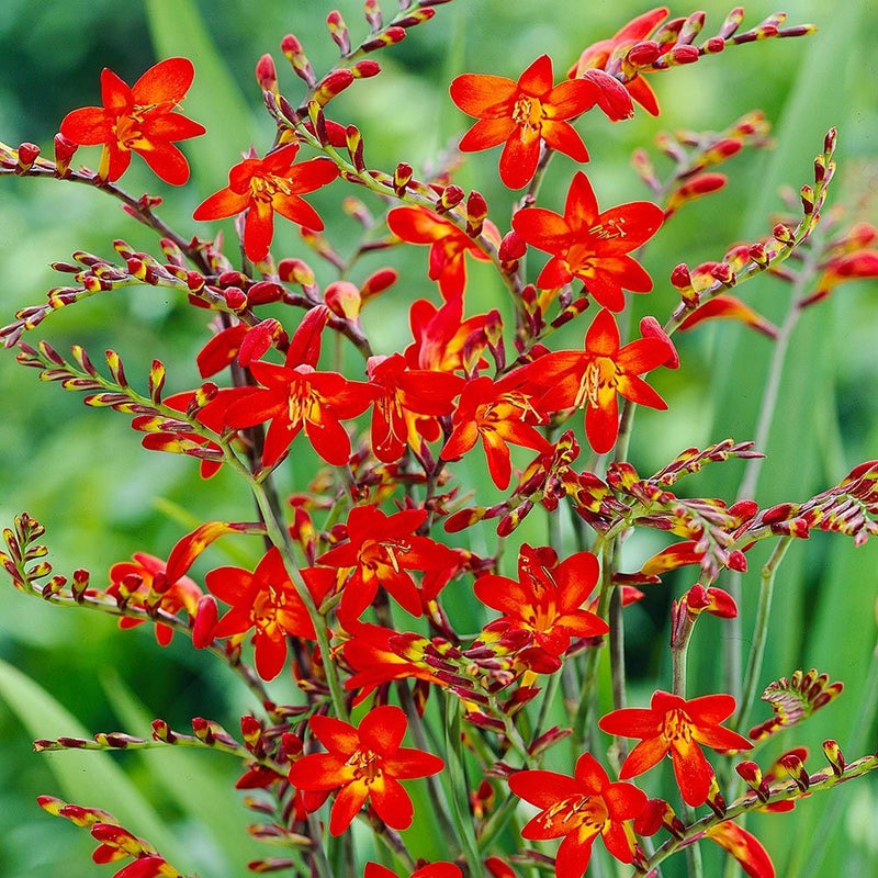 Crocosmia 'Emberglow'