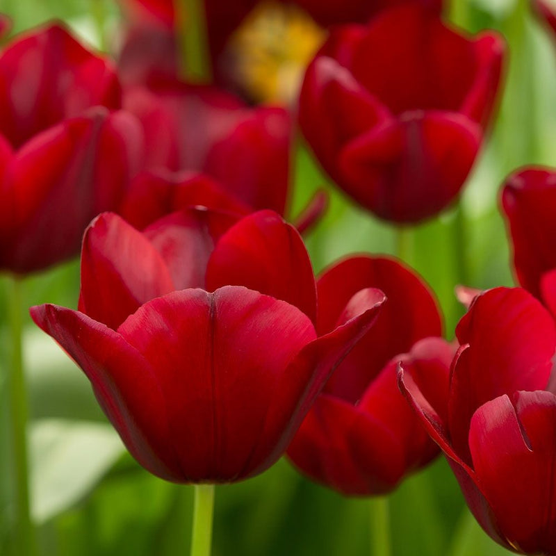 Tulip 'National Velvet' (6 Bulbs Per Pack)