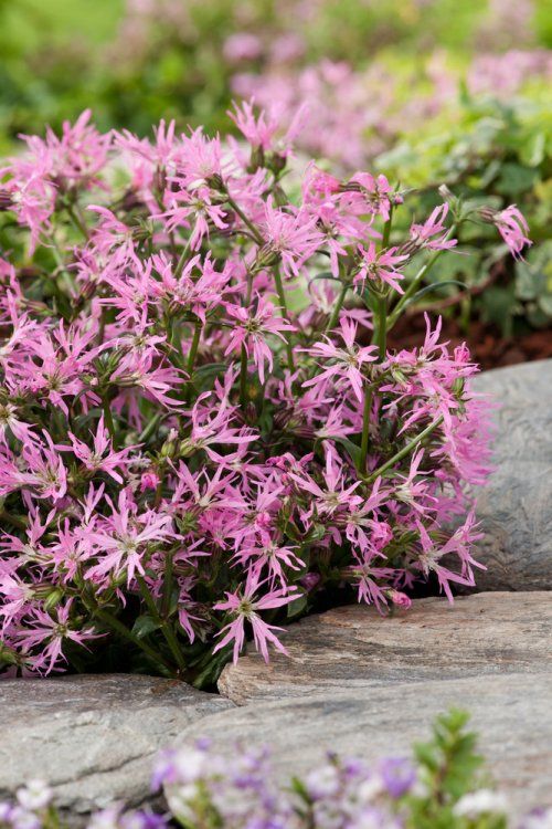 Lychnis flos-cuculi 'Nana' / P9