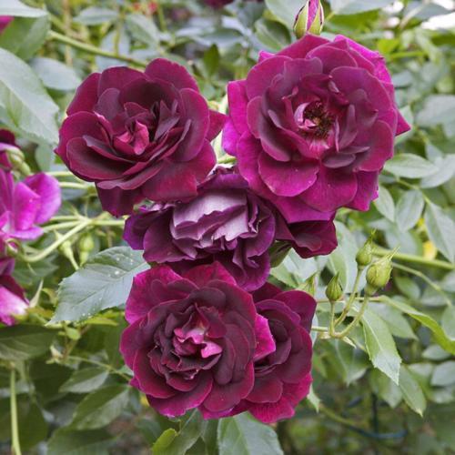 Burgundy Ice Floribunda Rose 4.5L