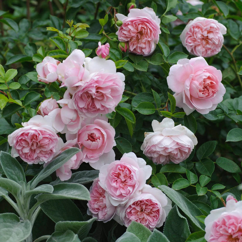 Wildeve David Austin Fragrant Rose 6 Litre