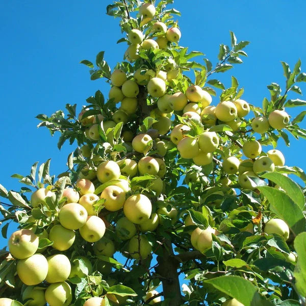 Apple 'Grenadier' - Self Fertile Cooking Apple Tree
