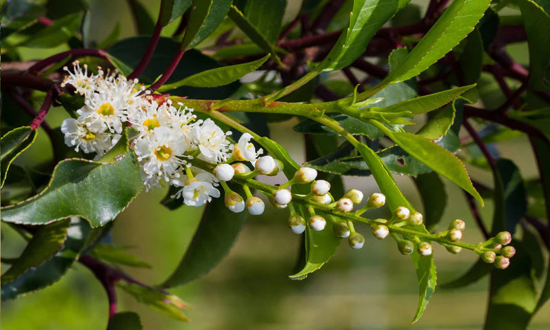 Prunus lusitanica 'Angustifolia' Trough | Portugese Laurel (110 Litre Trough 100 x 180cm)
