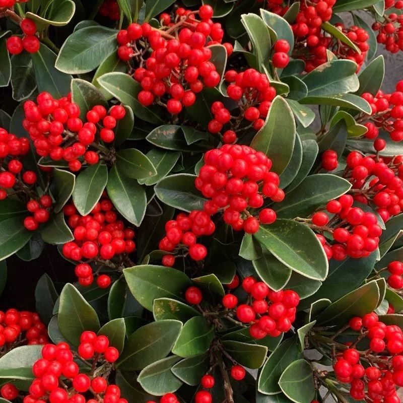 Skimmia Japonica 'Temptation'