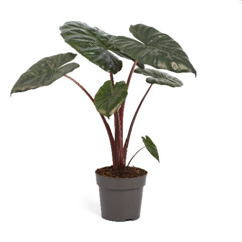 Alocasia Yucatan Princess | Elephant's Ear