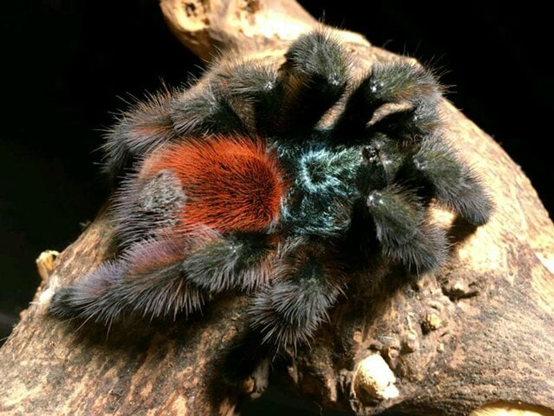 Antilles Pinktoe Tarantula | Caribena Versicolor