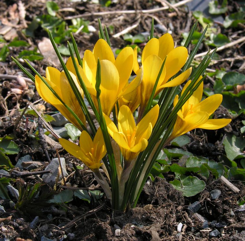 Crocus 'Dorothy'