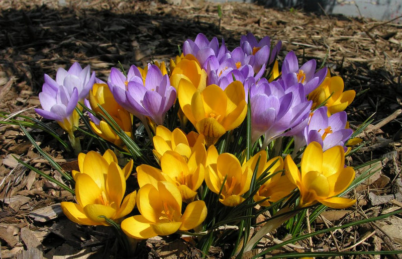 Crocus 'Dorothy'