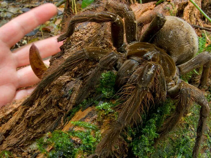 Goliath Birdeater Tarantula Medium | Theraphosa blondi