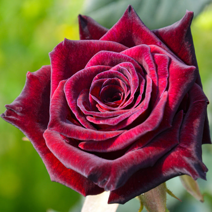 Black Baccara Hybrid Tea Rose 4.5 Litre