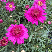 Marguerite 'Madeira Crested Hot Pink' – Argyranthemum frutescens 'Madeira Crested Hot Pink'