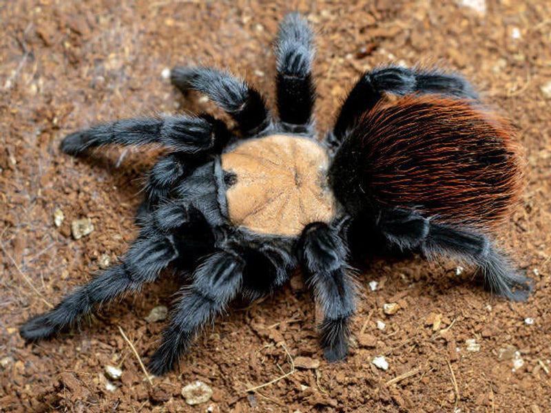 Mexican Golden Red Rump Tarantula | Brachypelma albiceps (Med)