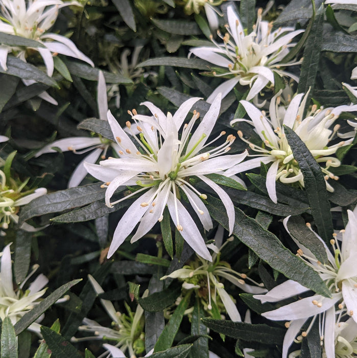 Azalea 'Starstyle White' (3 Litre)