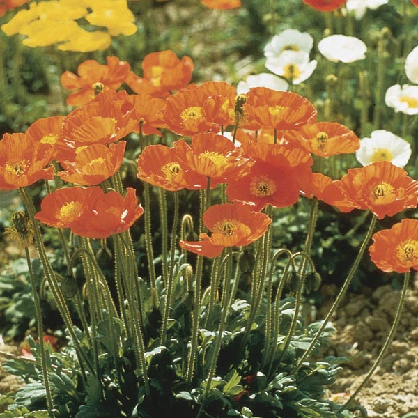 Papaver 'Garden Gnome' 9cm