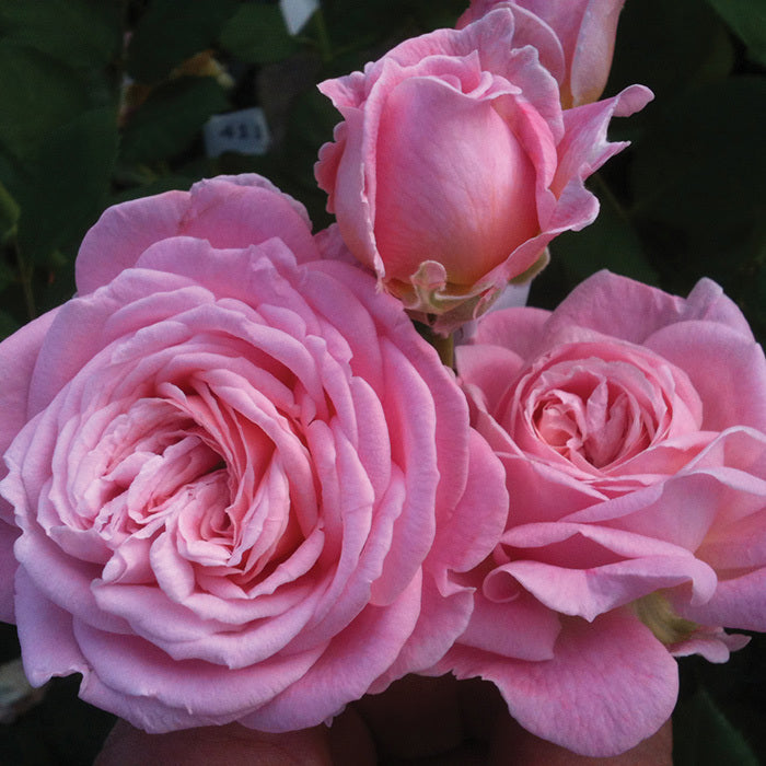 Lovely Parfuma Kordes Rose 5 Litre