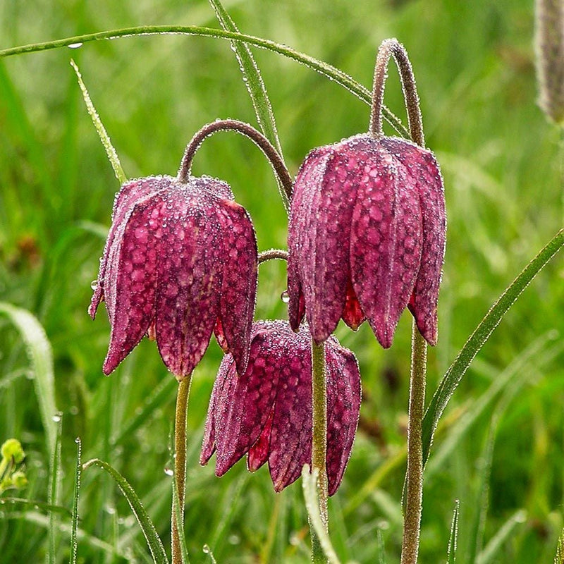 Fritillaria Meleagris (25 Pack)