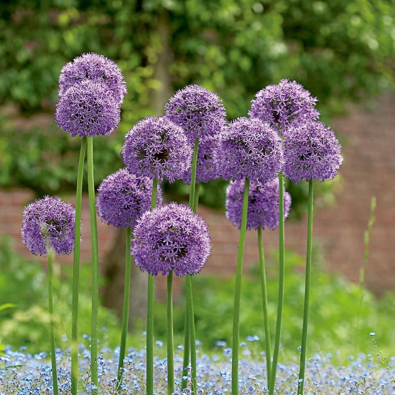 Allium 'Gladiator' (1 Pack)