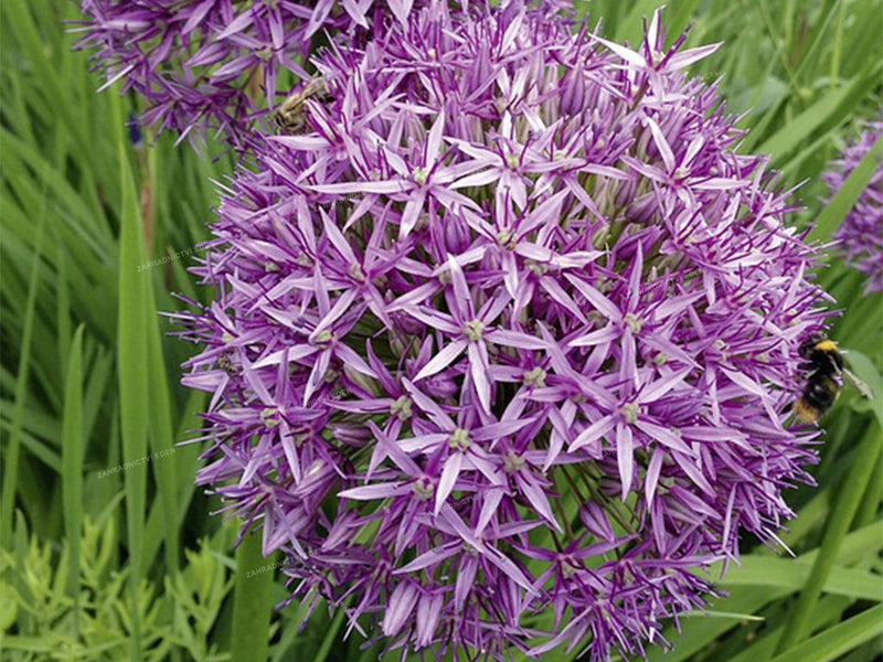 Allium christophii 2L