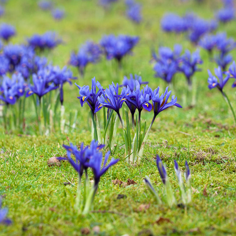 Iris reticulata 'Harmony' (12 Pack)