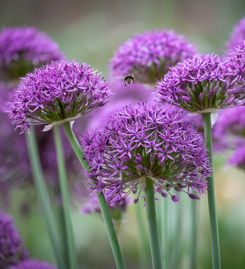Allium 'Violet Beauty' (6 Pack)