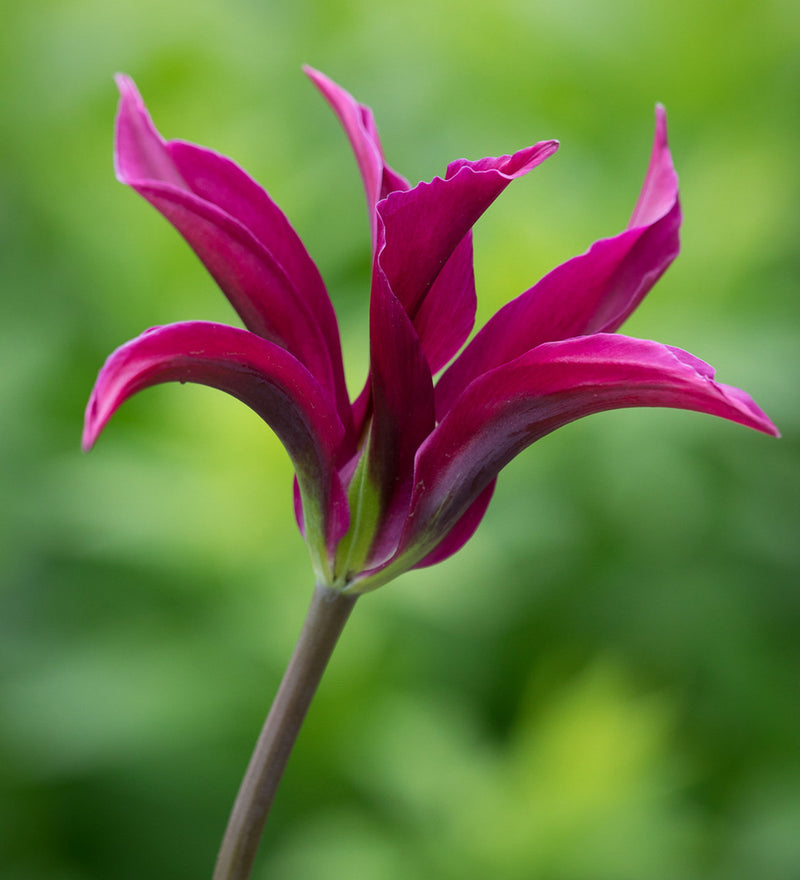 Tulip 'Purple Doll' (10 Pack)