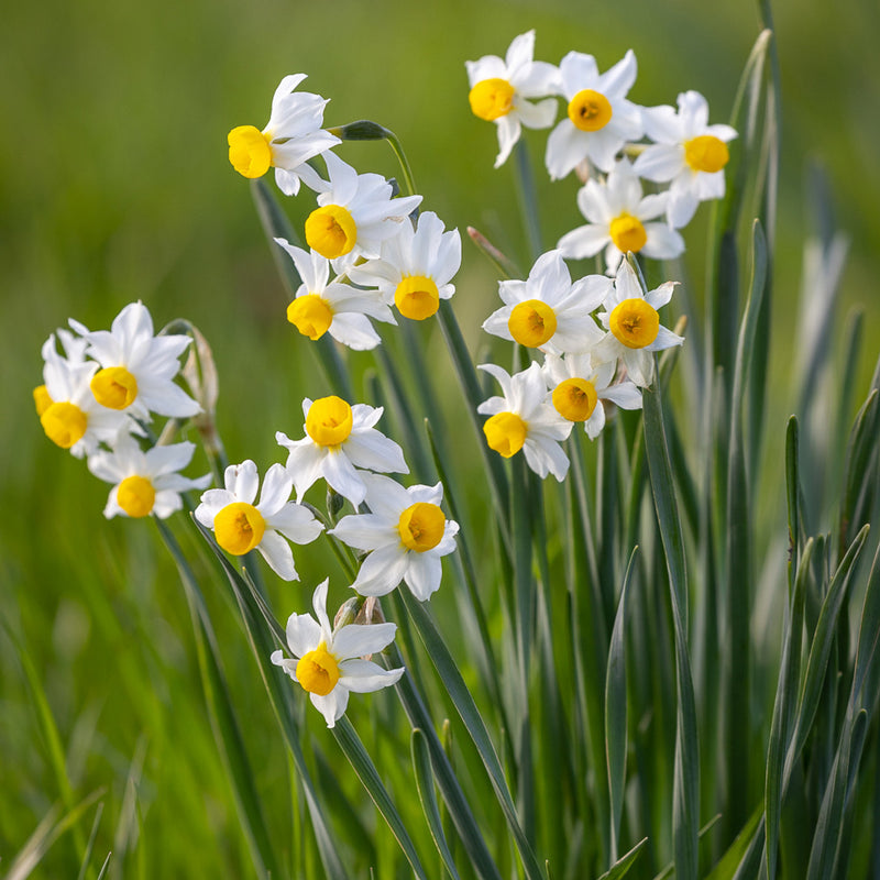 Daffodil 'Canaliculatus'