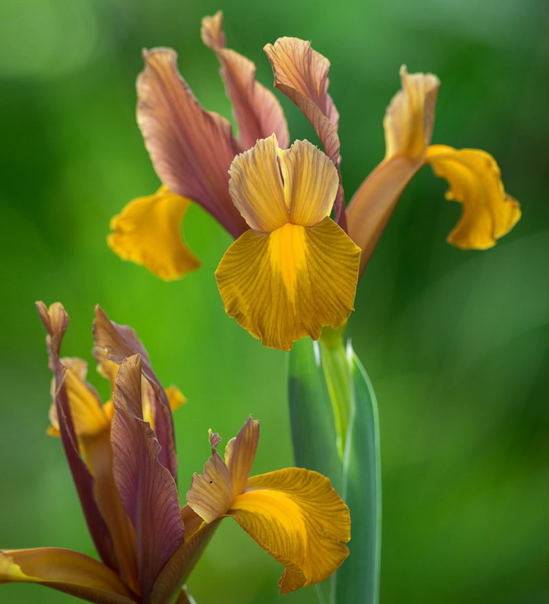 Iris Hollandica Lion King (9 Bulbs Per Pack)