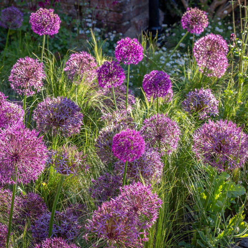 Allium Christophii | Star of Persia (3 Litre)