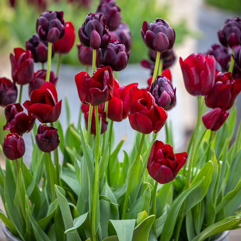 Tulip 'National Velvet' (6 Bulbs Per Pack)