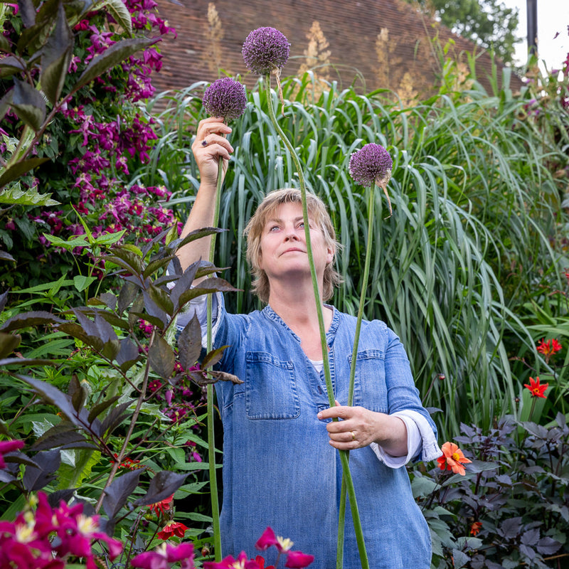 Allium 'Summer Drummer' (7 Pack)