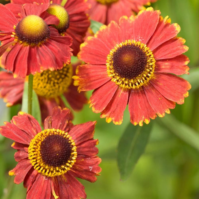 Helenium autumnale 'Helena Red Shades' 2L