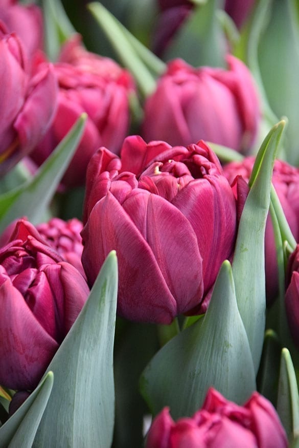 Tulip 'Alison Bradley' (7 pack)