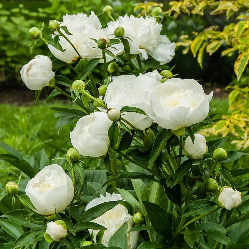 Paeonia Lactiflora 'Duchesse de Nemours' | Peony (4 Litre)