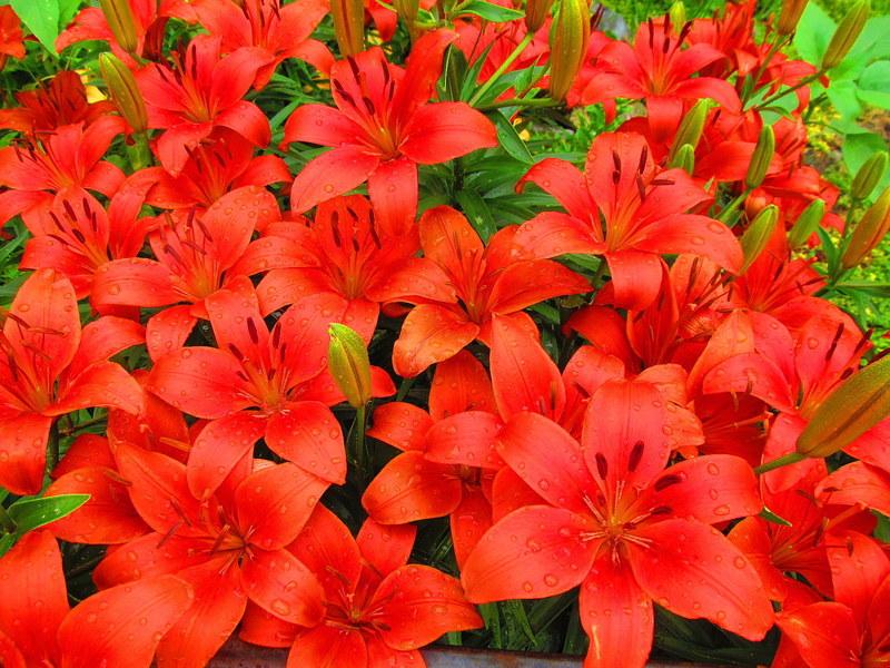 Lillium 'Crimson Pixie'