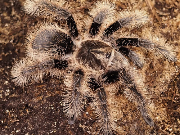 Curly Hair Tarantula | Tliltocatl albopilosum (Ml)