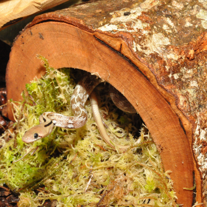 Habistat Log Hideout Extra Large